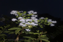 Lagerstroemia indica